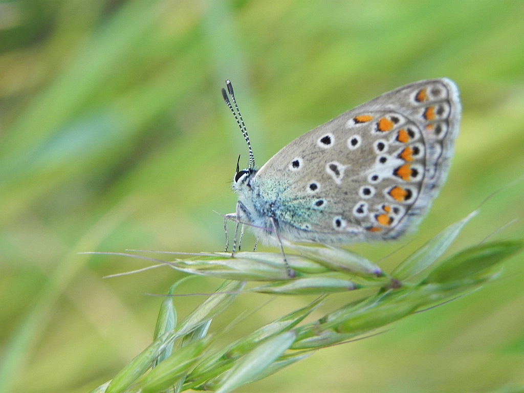 Modraszek ikar, mnogooczak ikar (Polyommatus icarus)