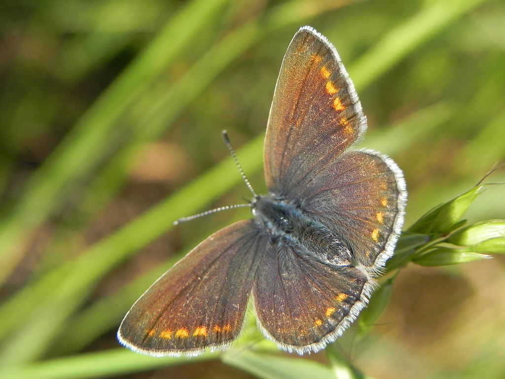 Modraszek ikar, mnogooczak ikar (Polyommatus icarus)