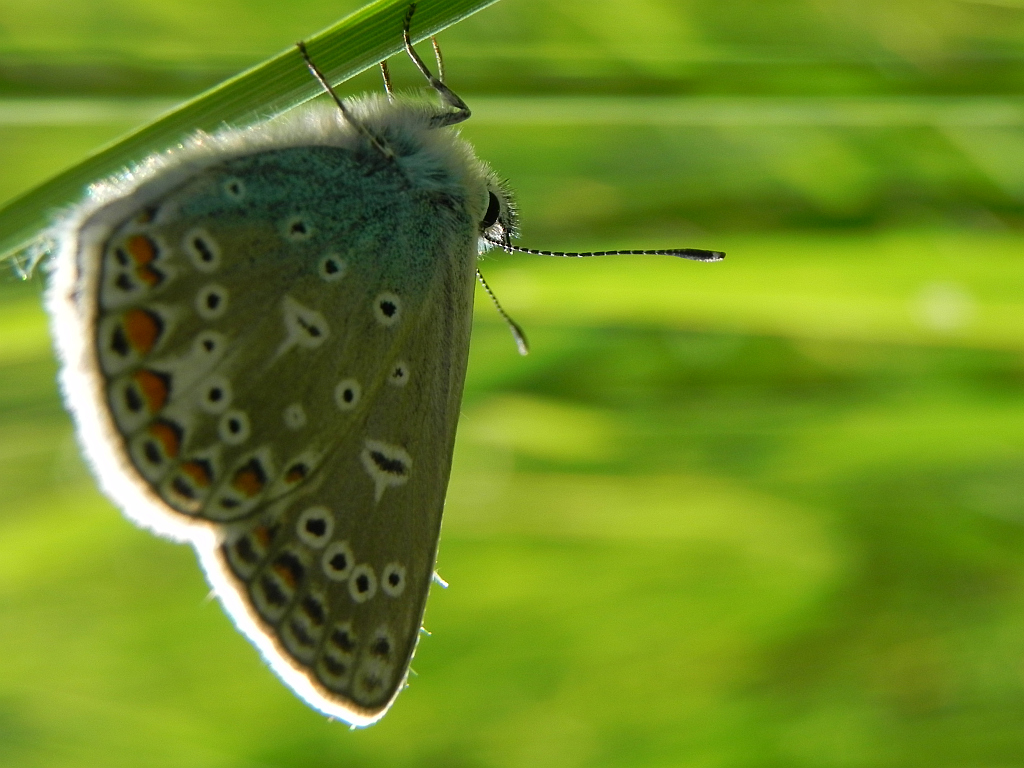 Modraszek ikar, mnogooczak ikar (Polyommatus icarus)