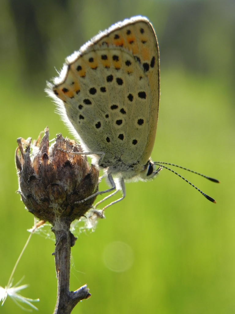 Czerwończyk uroczek (Lycaena tityrus)