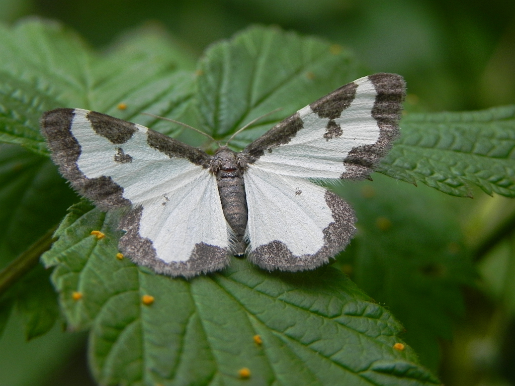 Plamieniec nabuczak (Lomaspilis marginata)