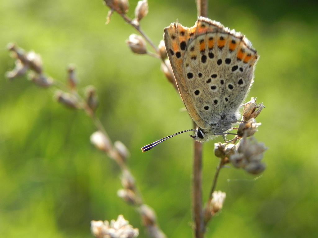 Czerwończyk uroczek (Lycaena tityrus)