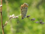 Czerwończyk uroczek (Lycaena tityrus)