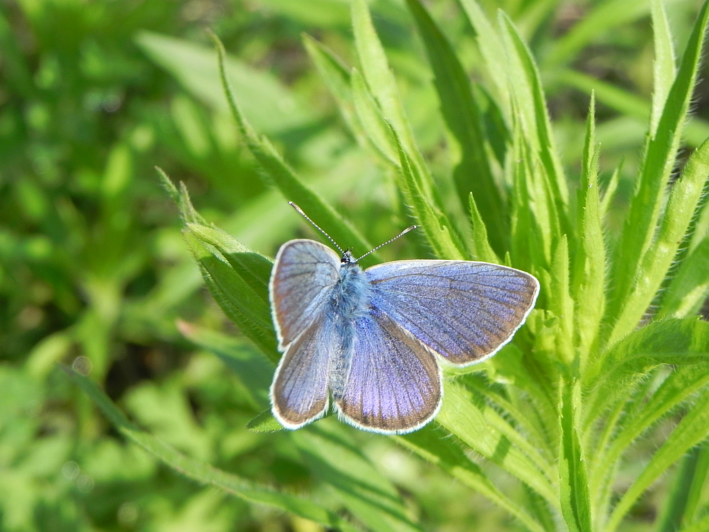 Modraszek aleksis (Glaucopsyche alexis)