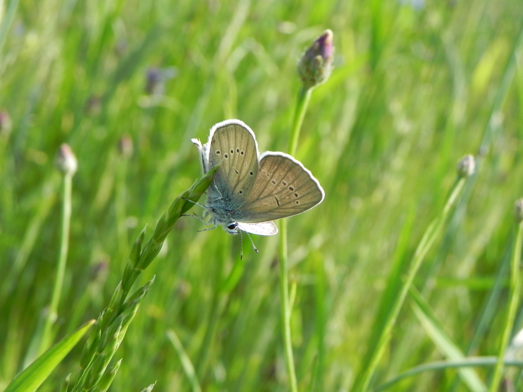 Modraszek aleksis (Glaucopsyche alexis)