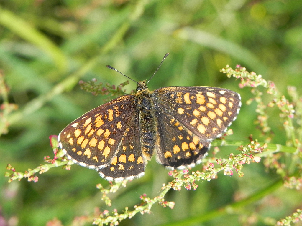 Przeplatka atalia (Melitaea athalia)
