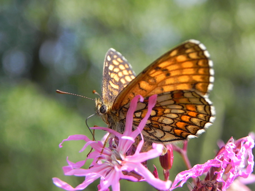 Przeplatka atalia (Melitaea athalia)
