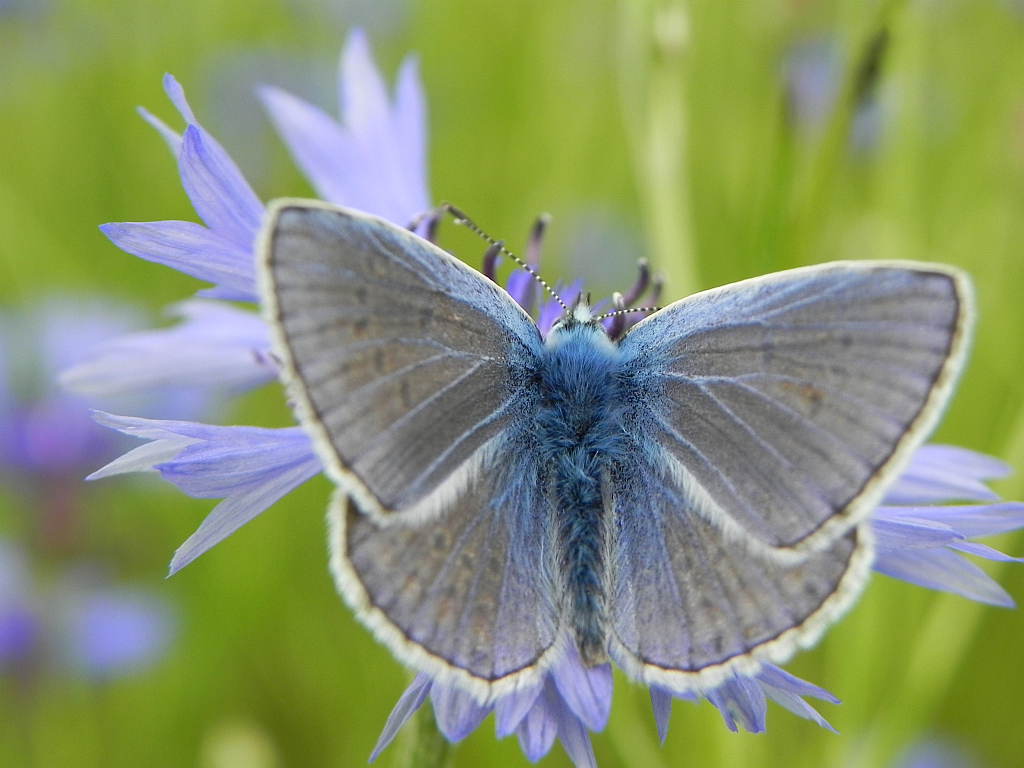 Modraszek ikar, mnogooczak ikar (Polyommatus icarus)