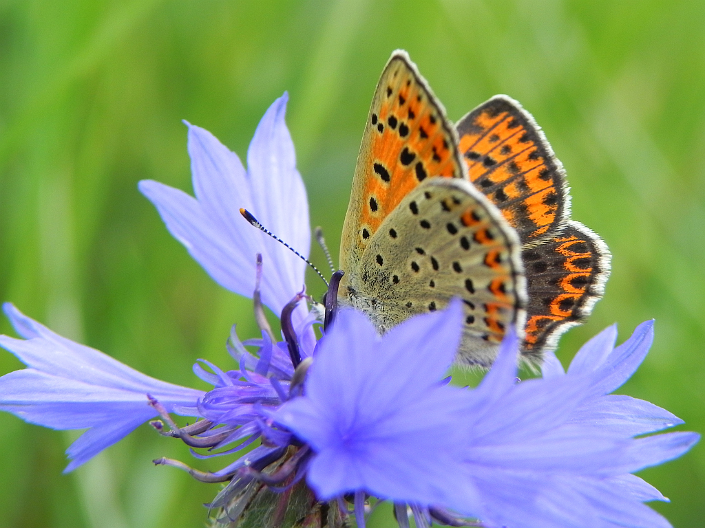 Czerwończyk uroczek (Lycaena tityrus)