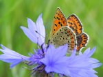Czerwończyk uroczek (Lycaena tityrus)
