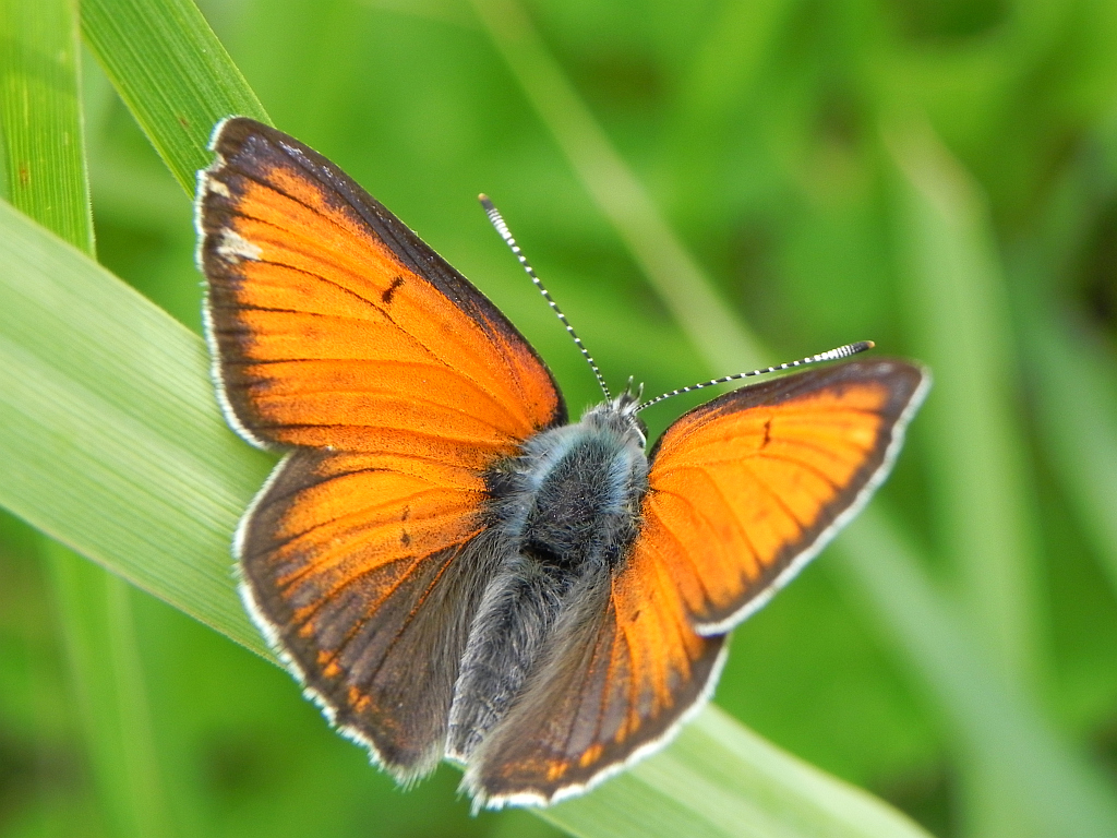 Czerwończyk płomieniec (Lycaena hippothoe)