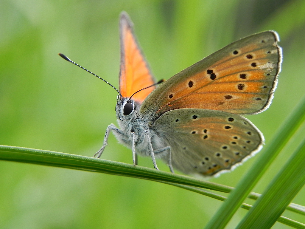 Czerwończyk płomieniec (Lycaena hippothoe)