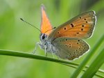 Czerwończyk płomieniec (Lycaena hippothoe)