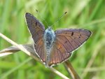 Czerwończyk zamgleniec (Lycaena alciphron)
