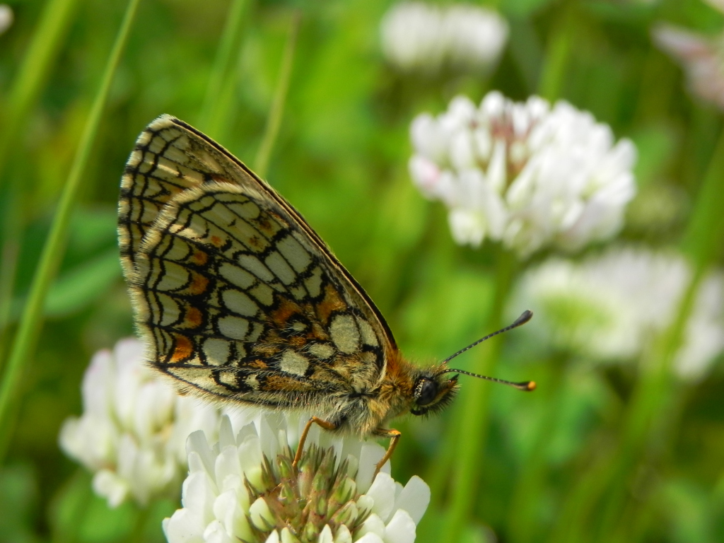 Przeplatka atalia (Melitaea athalia)