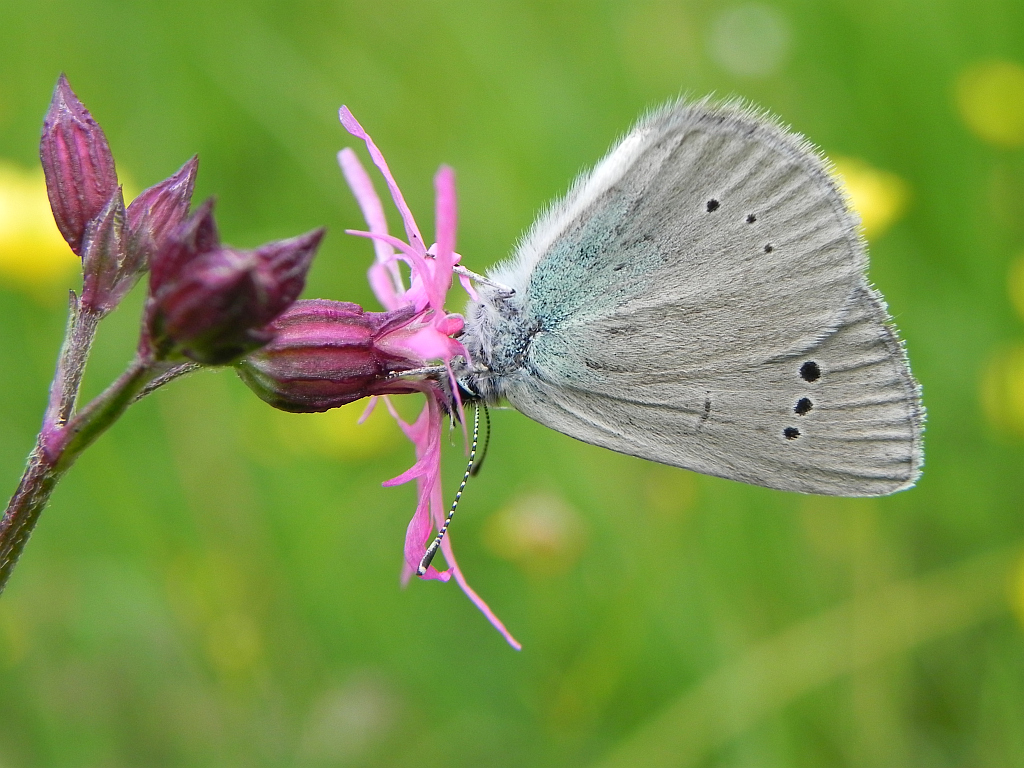 Modraszek aleksis (Glaucopsyche alexis)