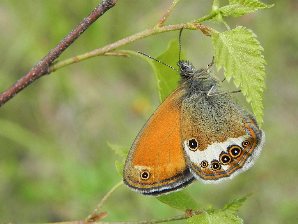 Strzępotek perełkowiec (Coenonympha arcania)