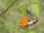 Strzępotek perełkowiec (Coenonympha arcania)