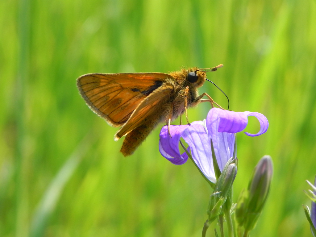 Karłątek ryska (Thymelicus lineola)