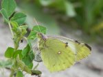 Szlaczkoń siarecznik (Colias hyale)