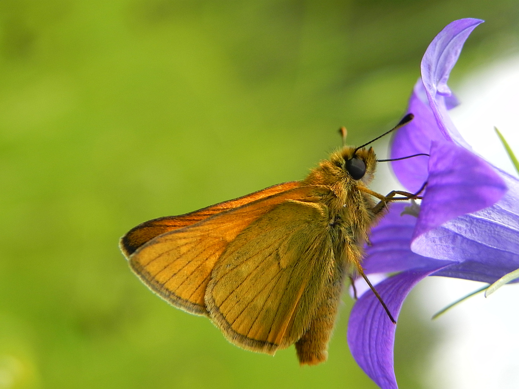 Karłątek ryska (Thymelicus lineola)