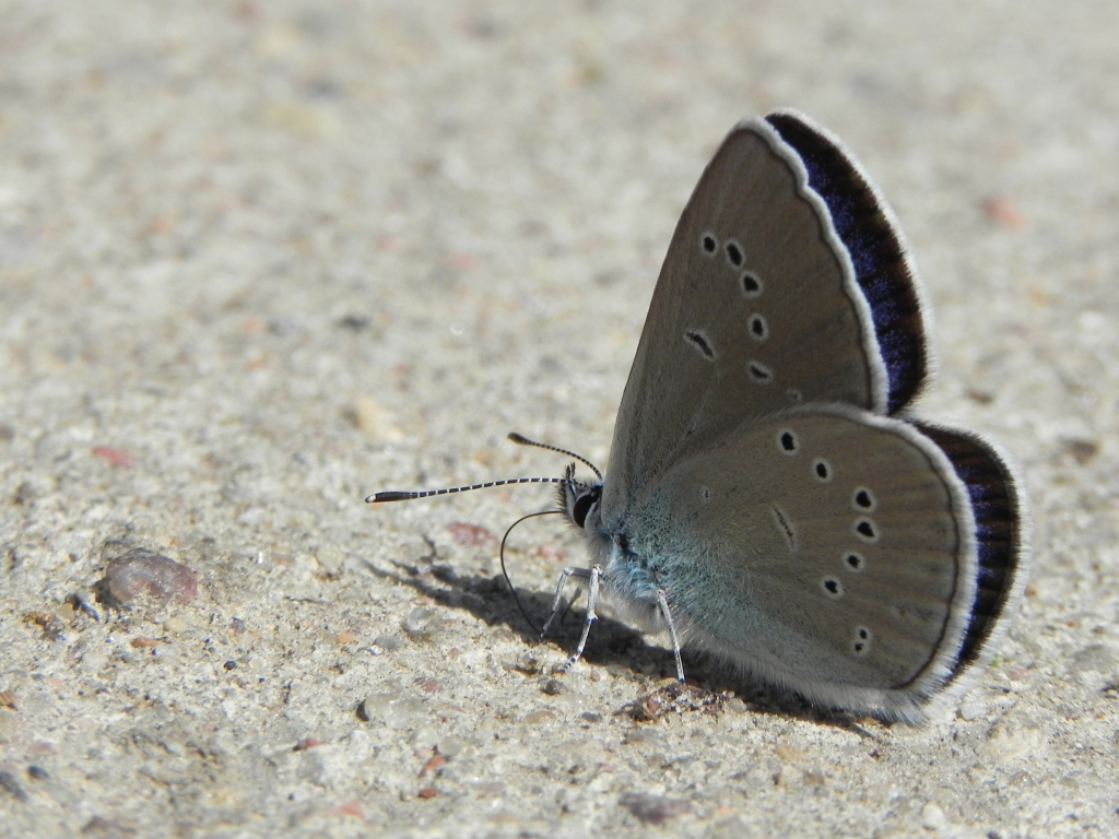 Modraszek semiargus (Cyaniris semiargus)
