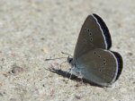 Modraszek semiargus (Cyaniris semiargus)