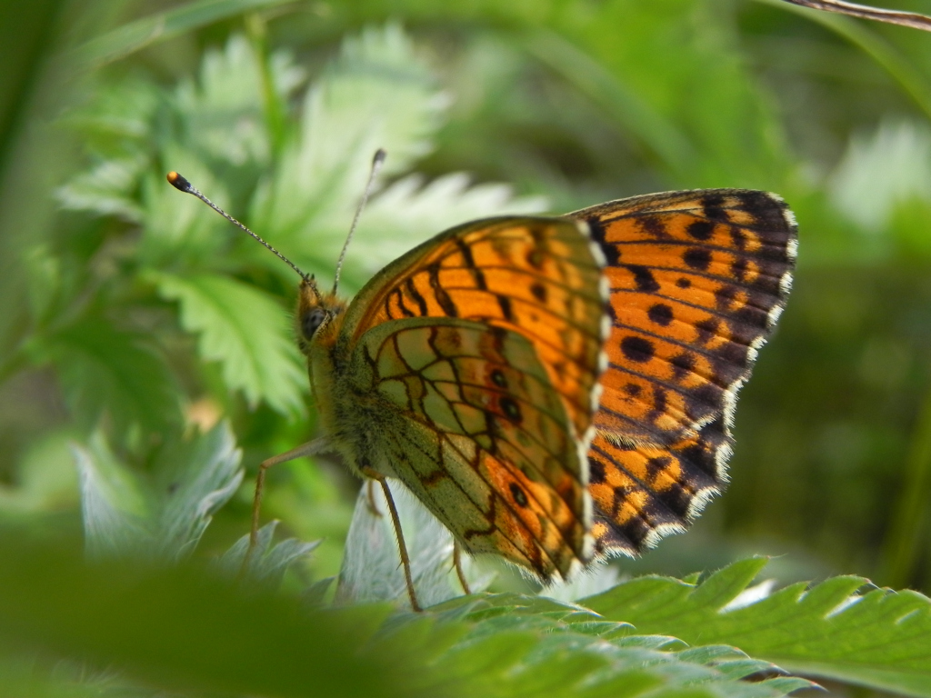 Dostojka ino (Brenthis ino)