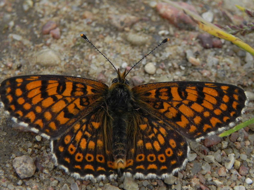 Przeplatka cinksia (Melitaea cinxia)