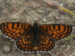 Przeplatka cinksia (Melitaea cinxia)