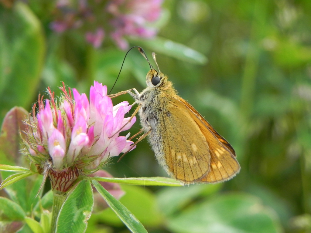 Karłątek kniejnik (Ochlodes sylvanus)