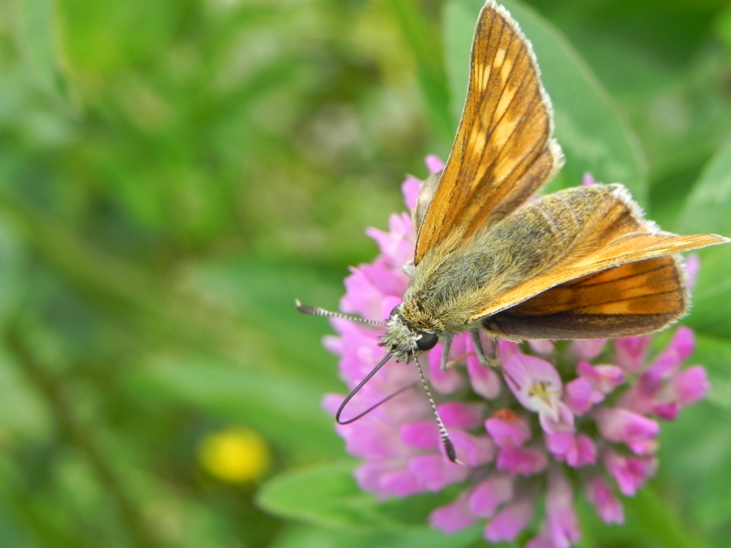 Karłątek kniejnik (Ochlodes sylvanus)