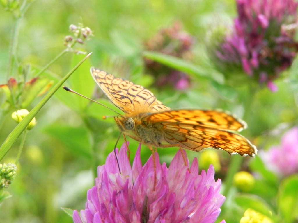 Dostojka ino (Brenthis ino)