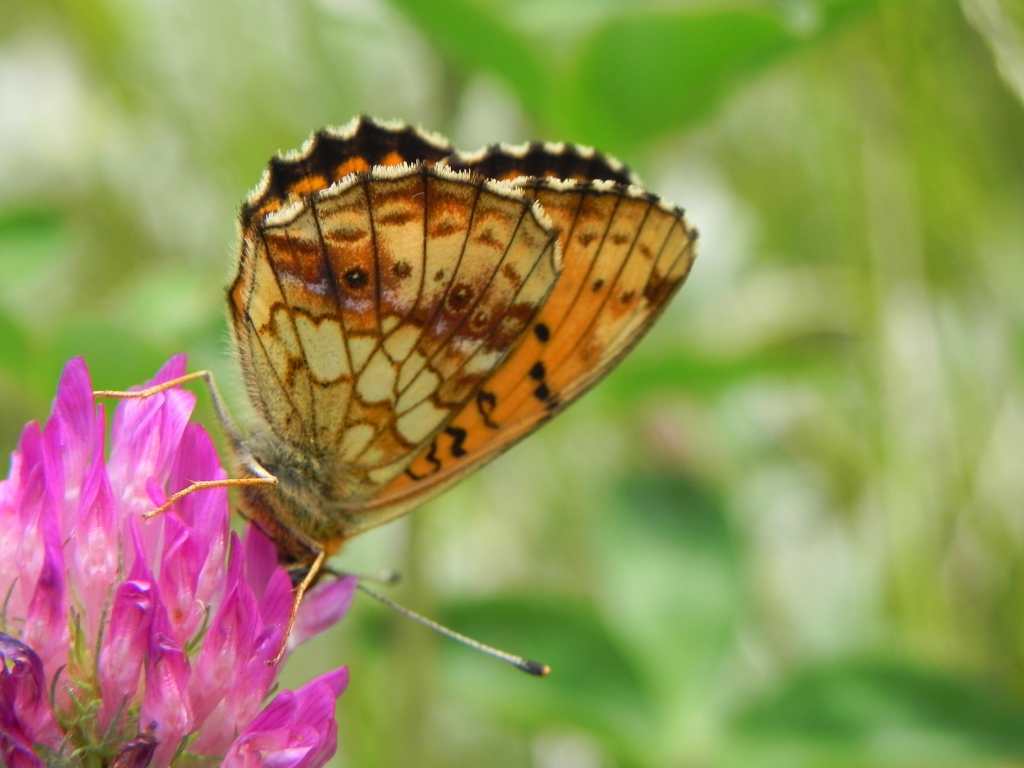 Dostojka ino (Brenthis ino)