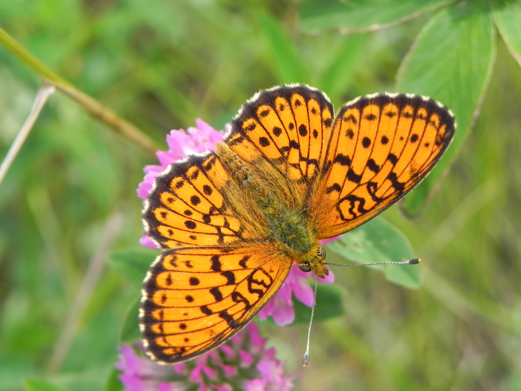 Dostojka selene (Boloria selene)