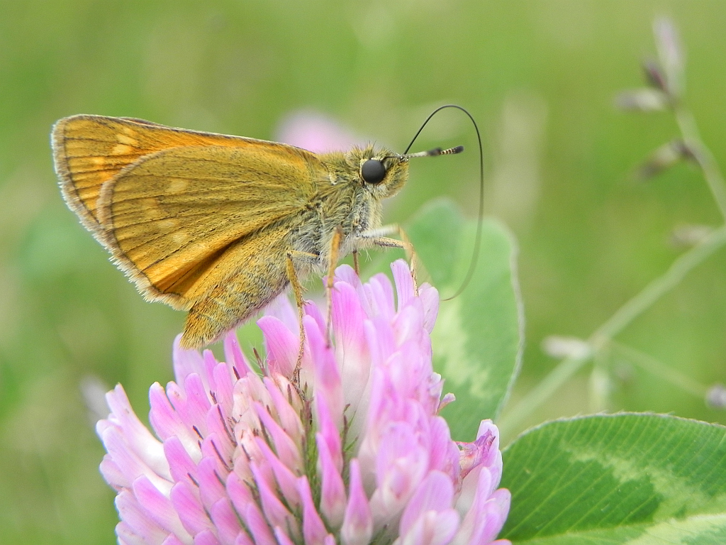 Karłątek kniejnik (Ochlodes sylvanus)