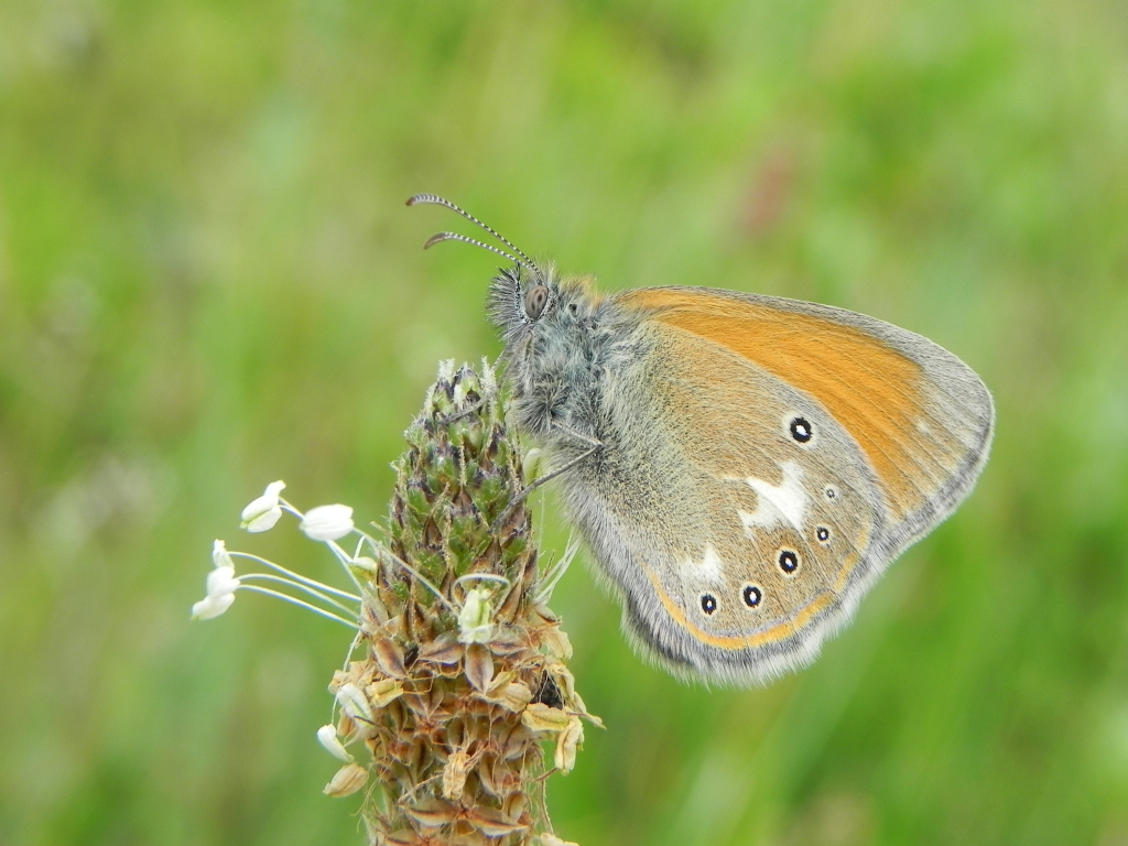 Strzępotek glicerion (Coenonympha glycerion)