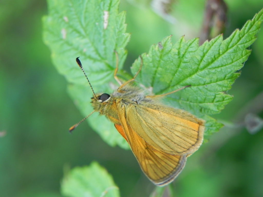 Karłątek kniejnik (Ochlodes sylvanus)