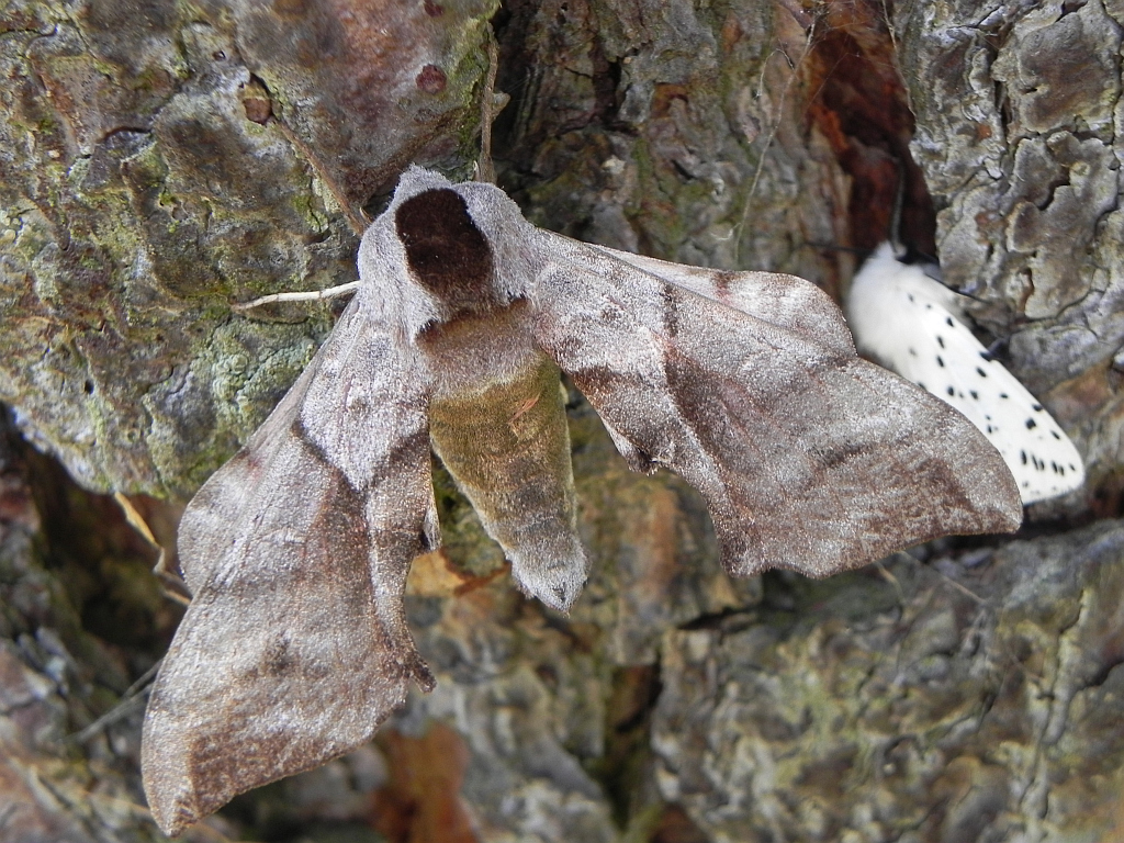 Nastrosz półpawik, gryzuń półpawik (Smerinthus ocellata syn. Smerinthus ocellatus)