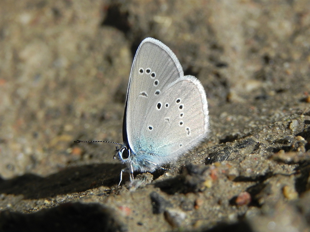 Modraszek semiargus (Cyaniris semiargus)