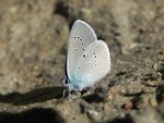 Modraszek semiargus (Cyaniris semiargus)