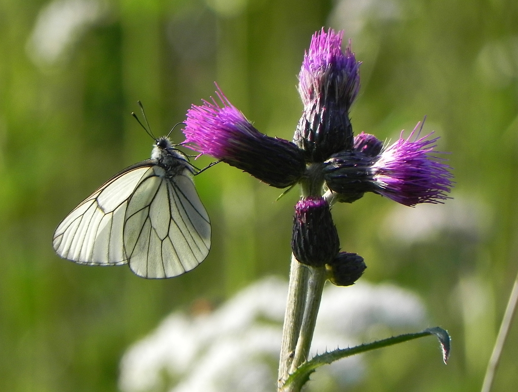 Niestrzęp głogowiec (Aporia crataegi)