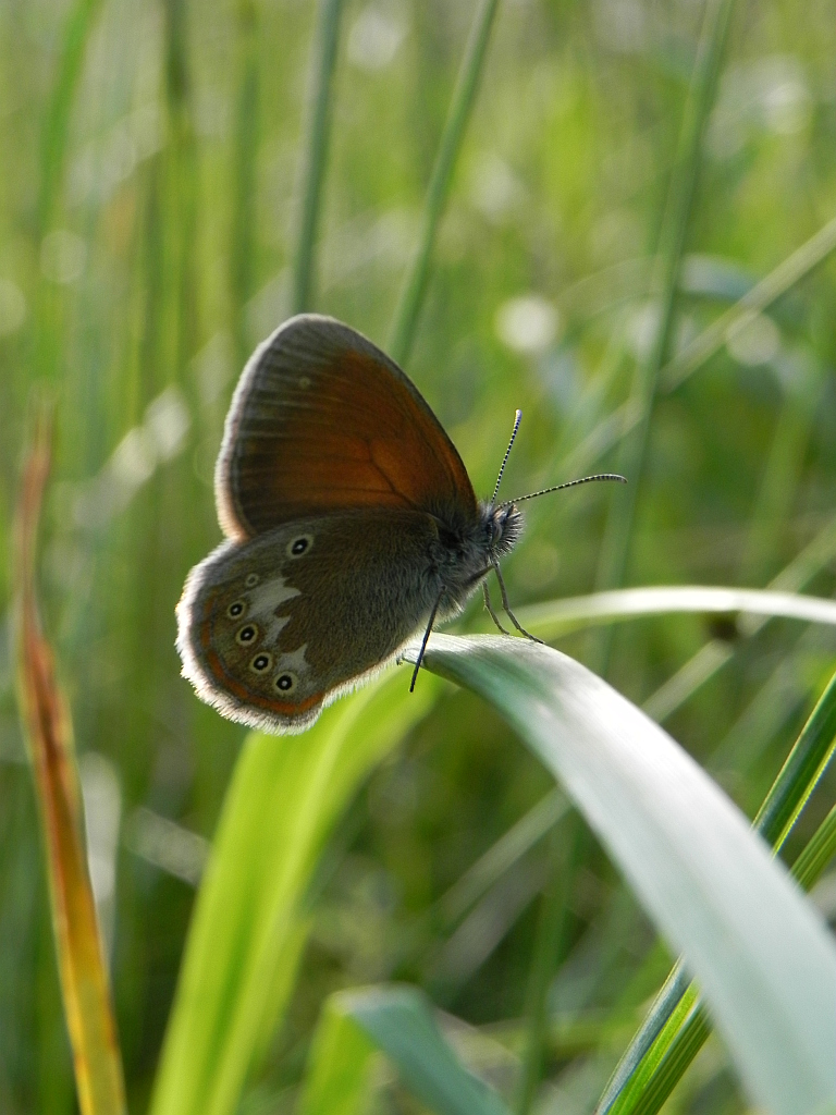 Strzępotek glicerion (Coenonympha glycerion)
