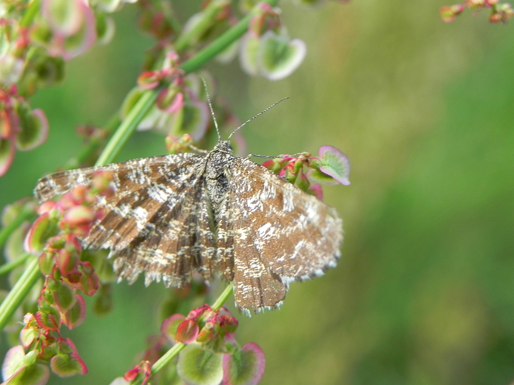 Pyliniak wrzosiak (Ematurga atomaria)