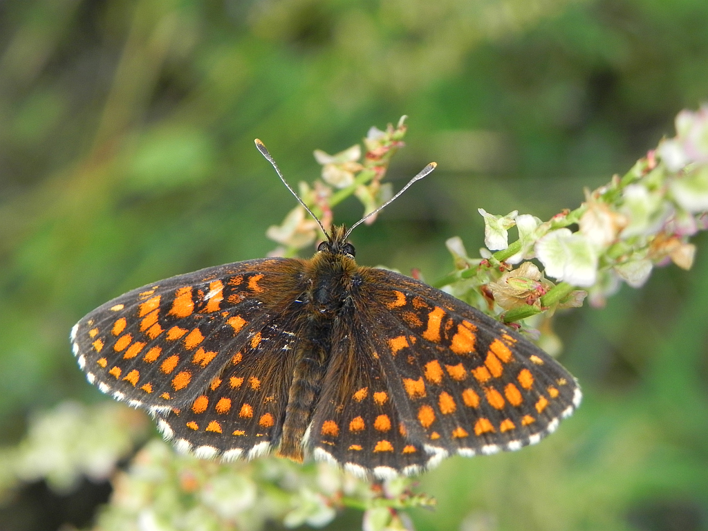 Przeplatka atalia (Melitaea athalia)