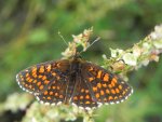 Przeplatka atalia (Melitaea athalia)