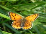 Czerwończyk płomieniec (Lycaena hippothoe)