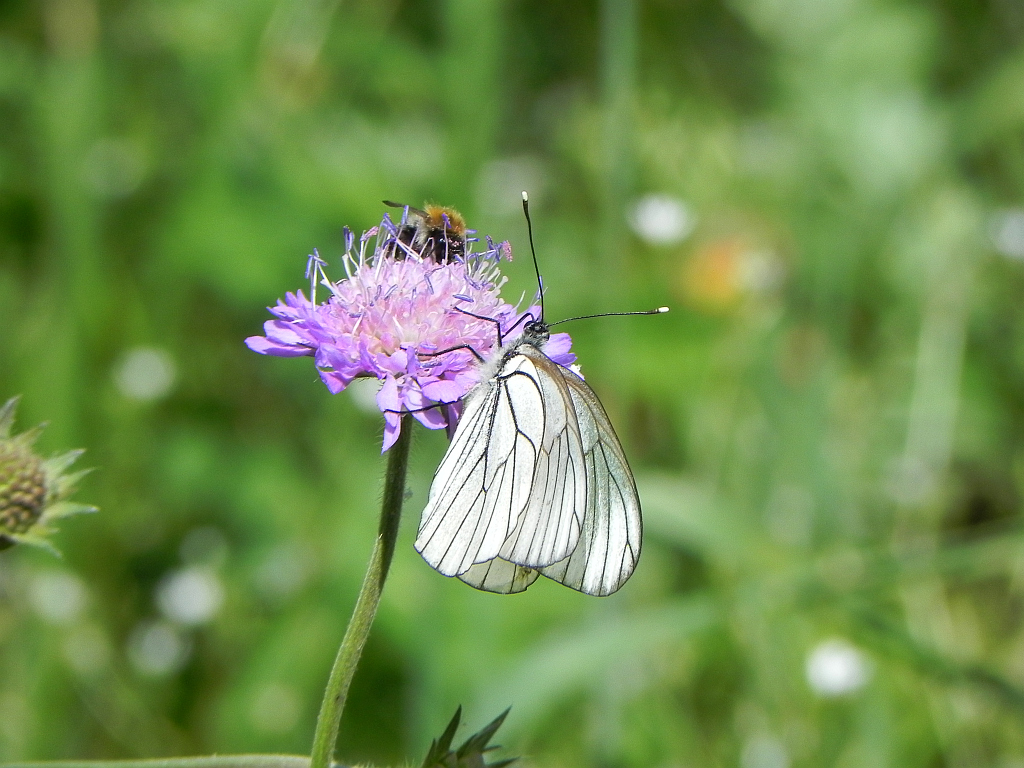 Niestrzęp głogowiec (Aporia crataegi)