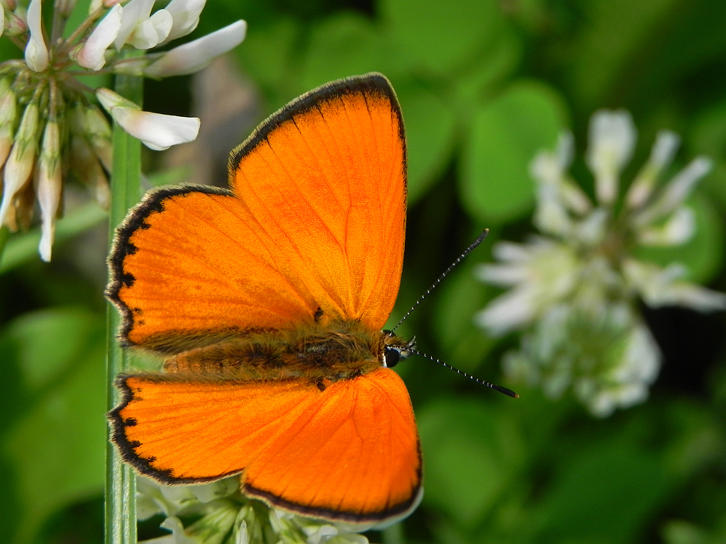 Czerwończyk dukacik (Lycaena virgaureae)