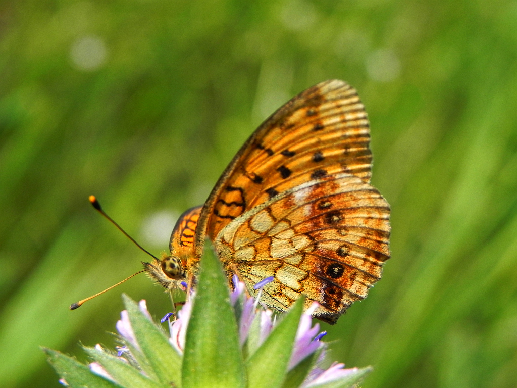 Dostojka ino (Brenthis ino)
